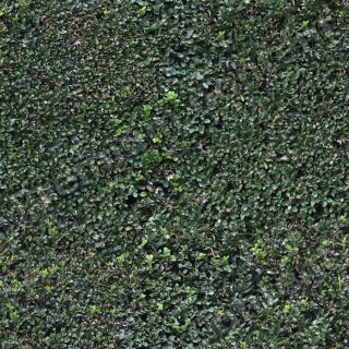 photo texture of hedge seamless 0003